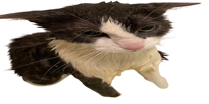 the soggy cat — throw me around